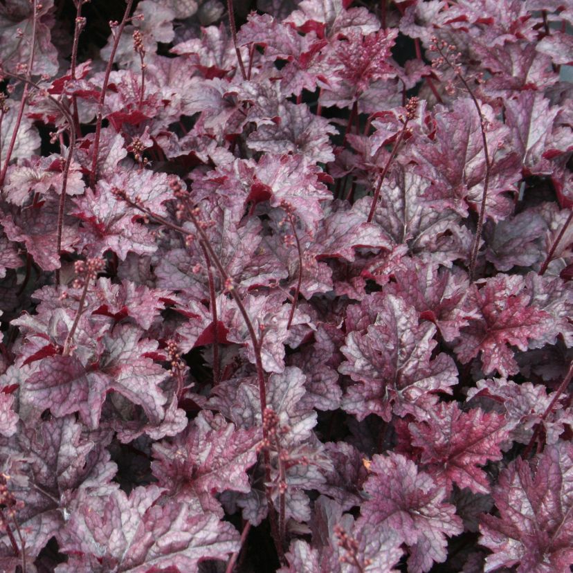 STM - Heuchera hybr. 'Plum Pudding'