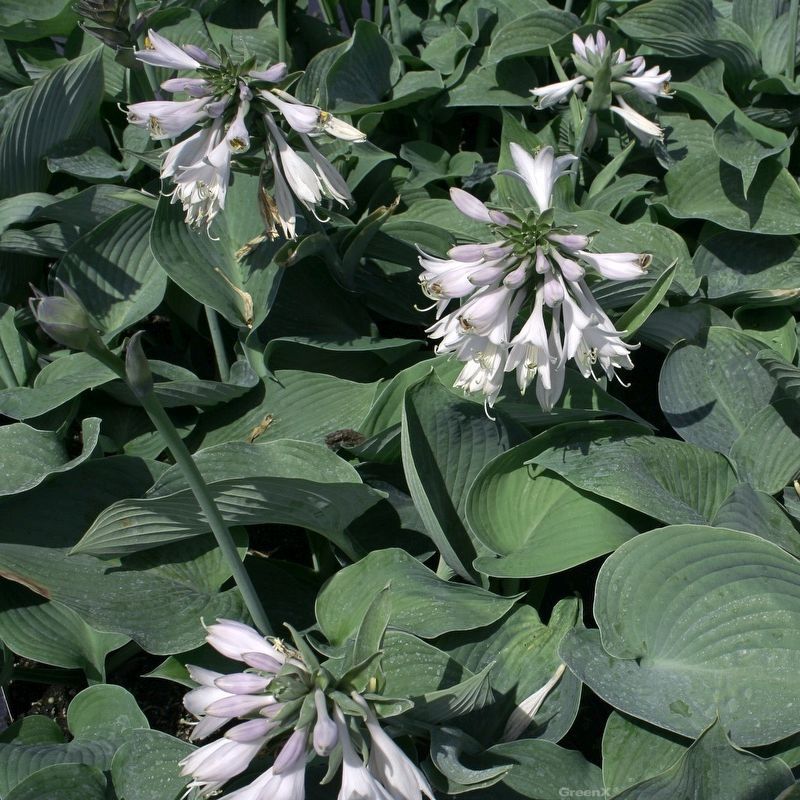 Hosta sieboldiana 'Blue Angel'