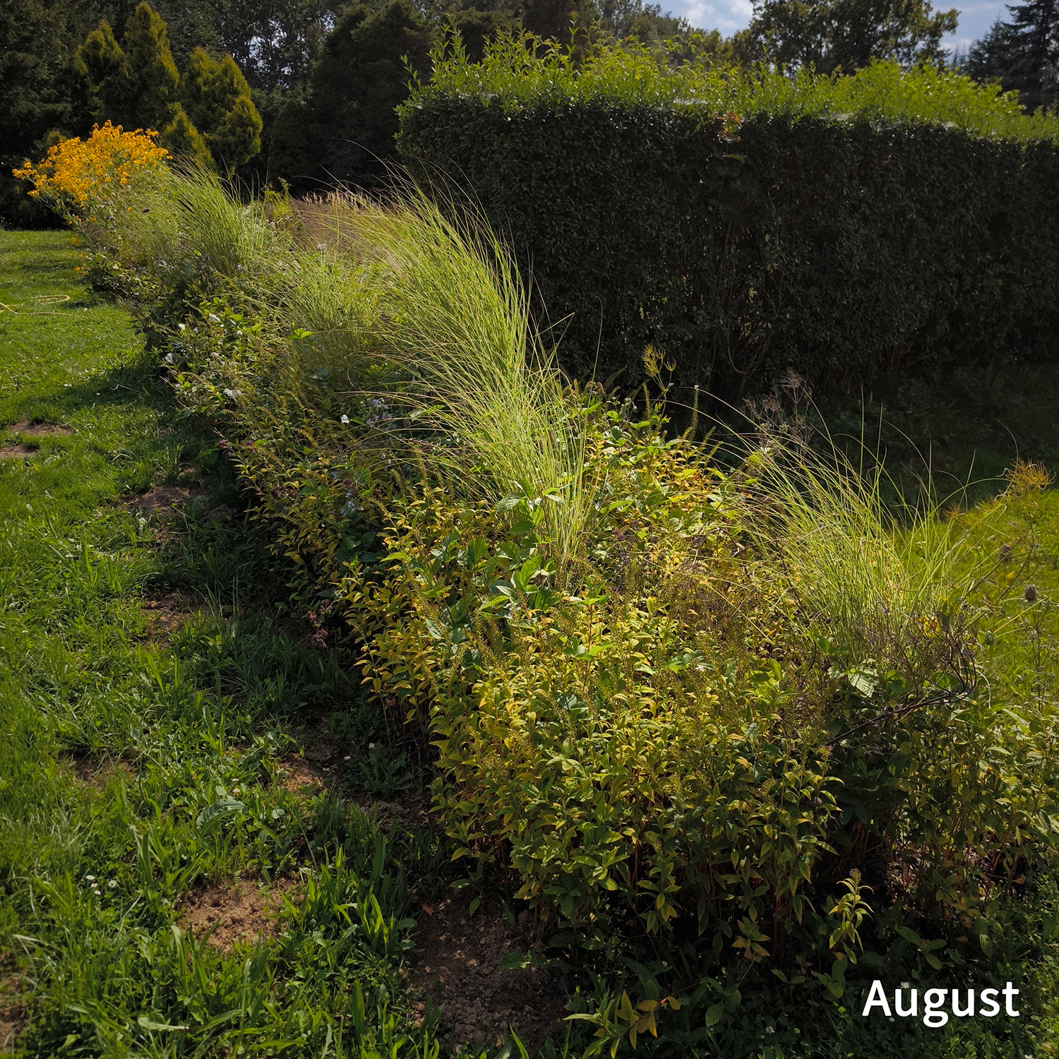 Weiß-dunkelrotes Blatt - Wädenswiler Staudenhecke