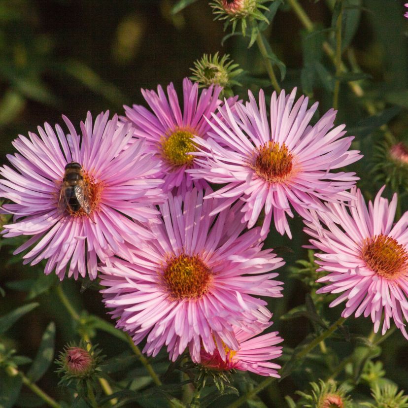 STM - Aster novae-angliae rosa
