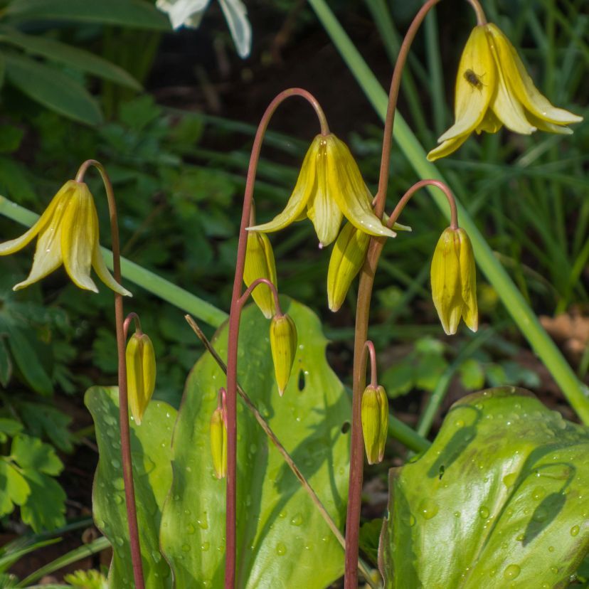 STM - Erythronium tuolumnense 'Pagode'