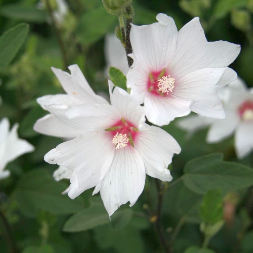 STM - Lavatera x olbia 'Baby Barnsley'