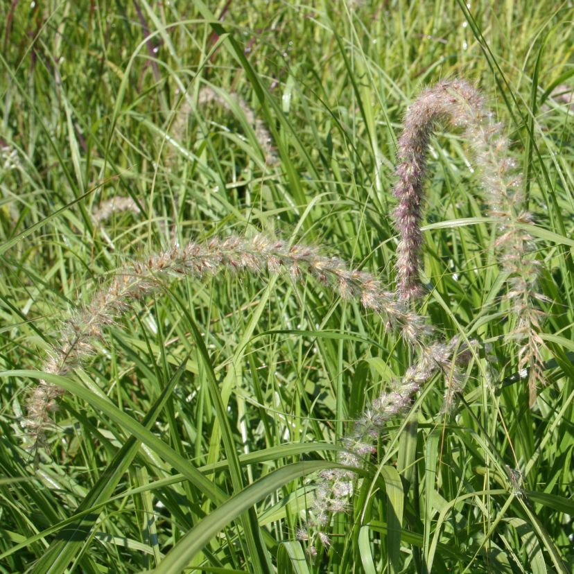 STM - Pennisetum orientale 'Tall Tails'