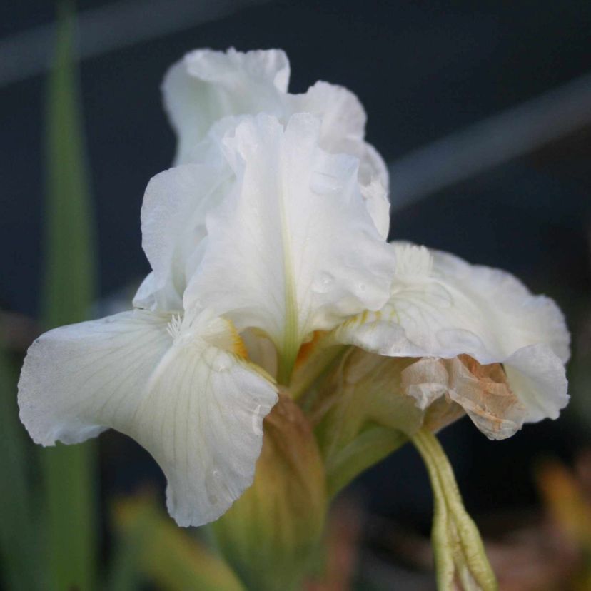 STM - Iris barb.- nana weiß