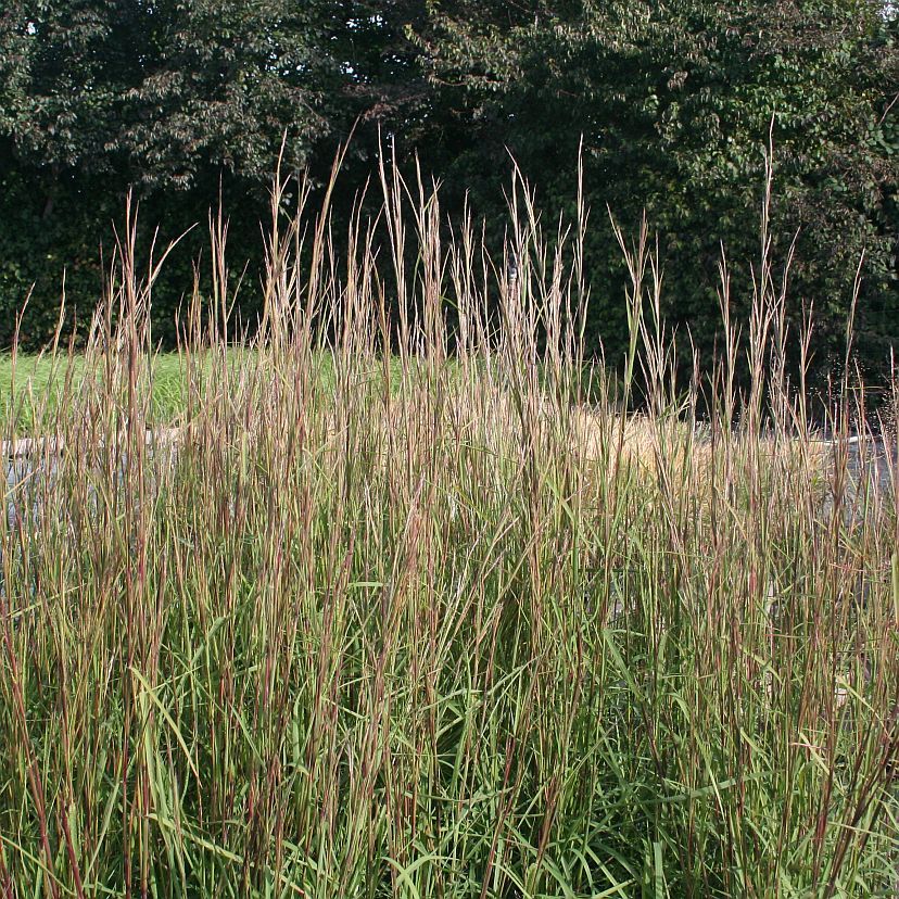 STM - Andropogon scoparius 'Cairo'