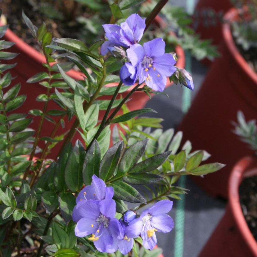STM - Polemonium caeruleum 'Bressingham Purple'