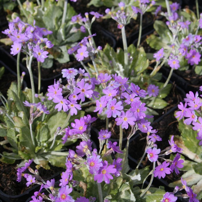 Primula frondosa