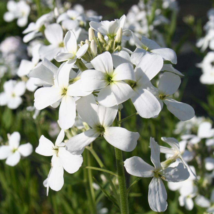 Hesperis matronalis 'Alba'