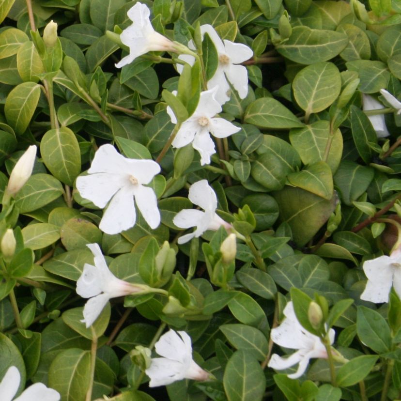 Vinca minor 'Alba'