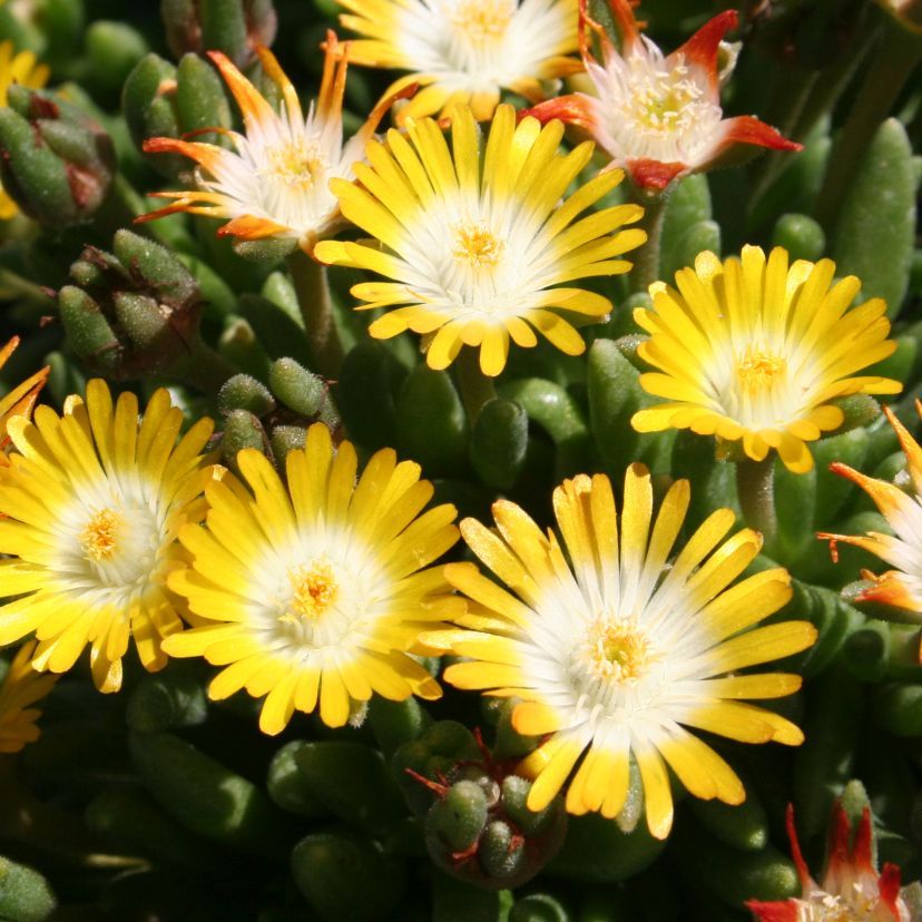 Delosperma x cult. 'Peridott'