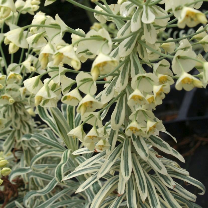 Euphorbia chara. 'Tasmanian Tiger'