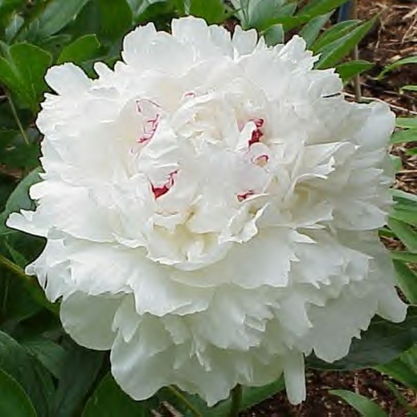 STM - Paeonia lact. 'Festiva Maxima'