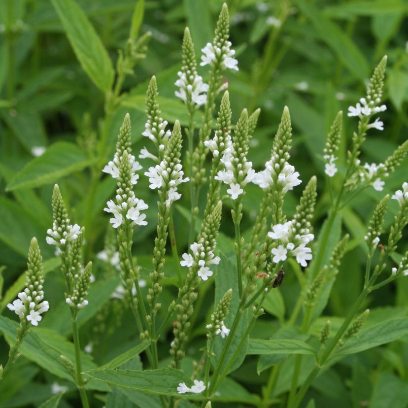 STM - Verbena hastata 'White Spires'
