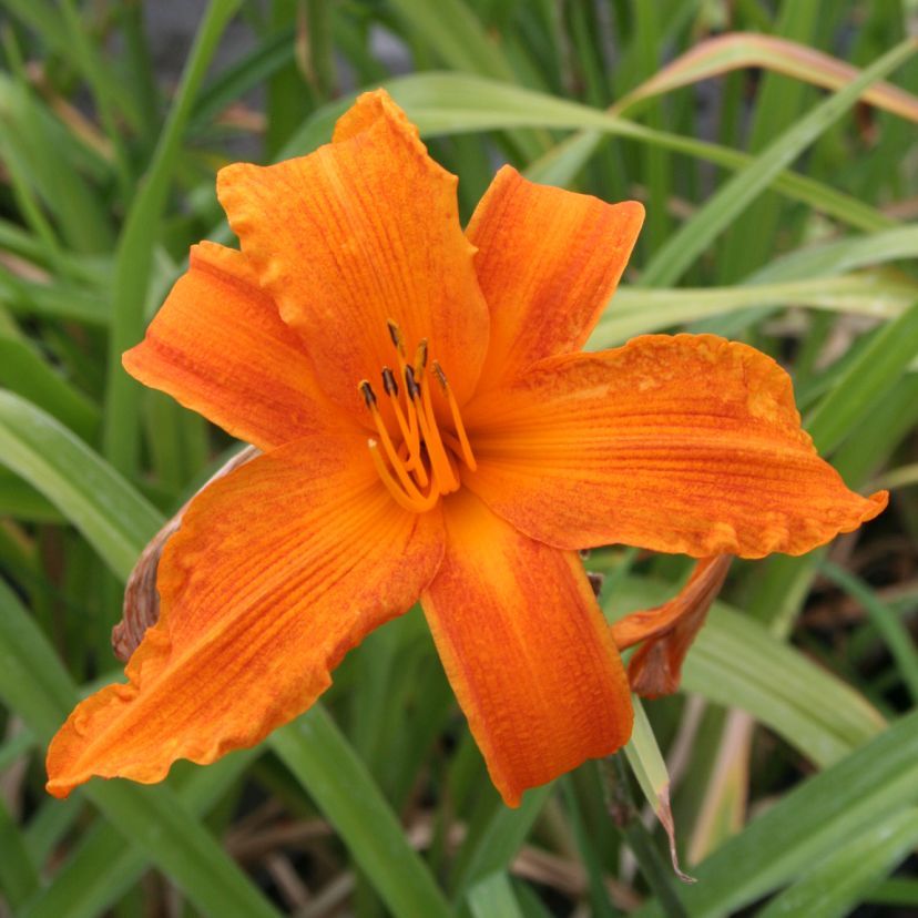 Hemerocallis hybr. 'Burning Daylight'