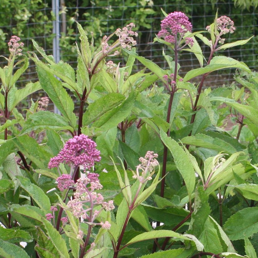 Eupatorium fistul. 'Augustrubin'