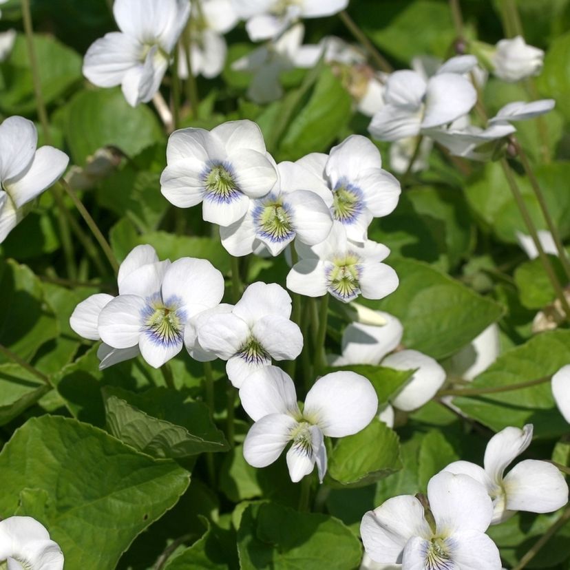 Viola sororia 'Albiflora'(Immaculata)