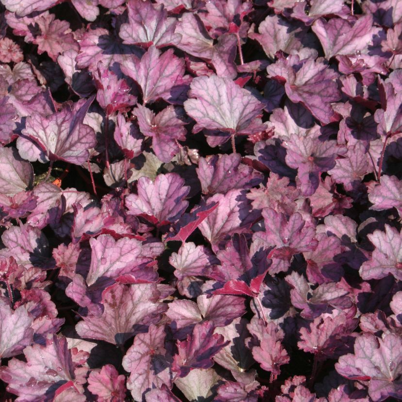 STM - Heuchera hybr. 'Carnival Rose Granita'