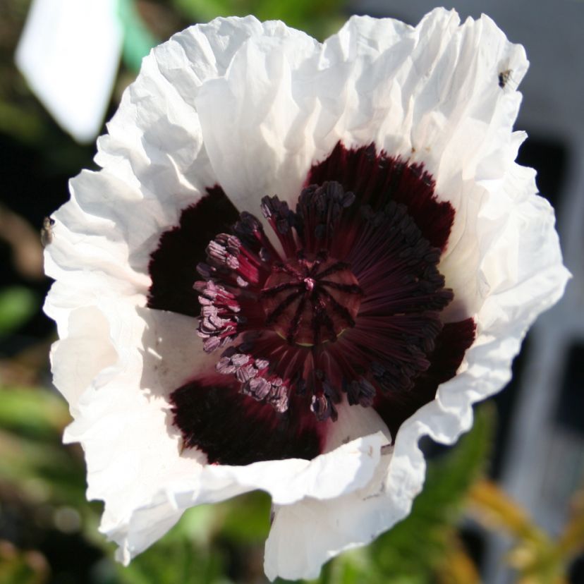 STM - Papaver orient. 'Roy. Wedding'