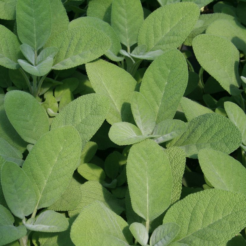 STM - Salvia officinalis 'Culinaria'