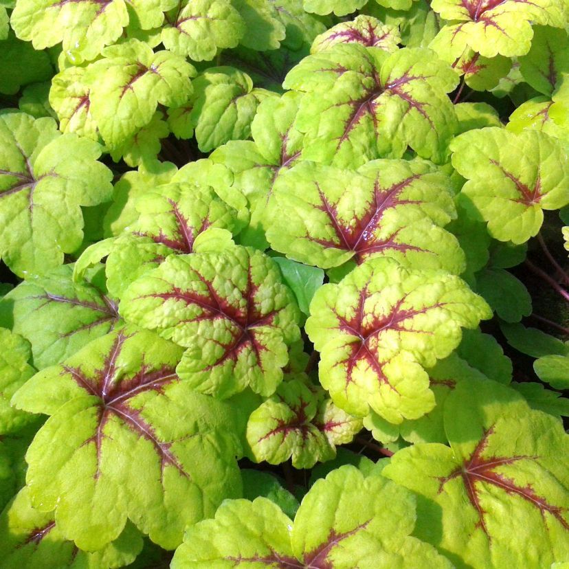 STM - Heucherella tiarell. 'Stoplight'