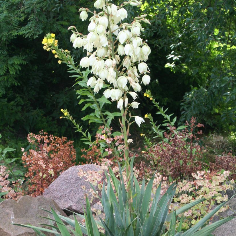 STM - Yucca filamentosa