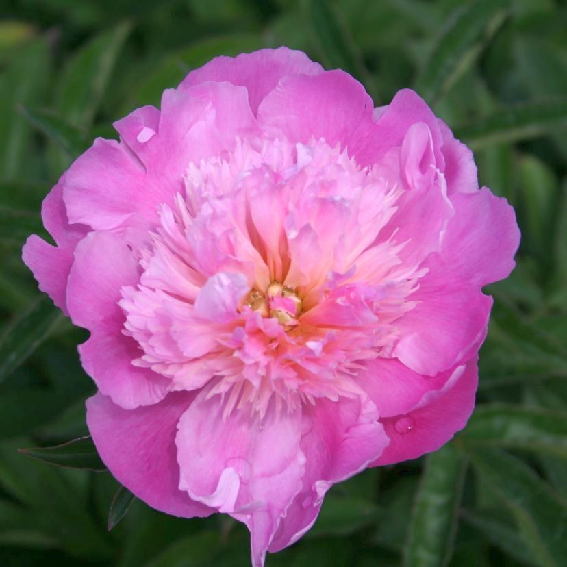 Paeonia lactiflora 'Monsieur Jules Elie'
