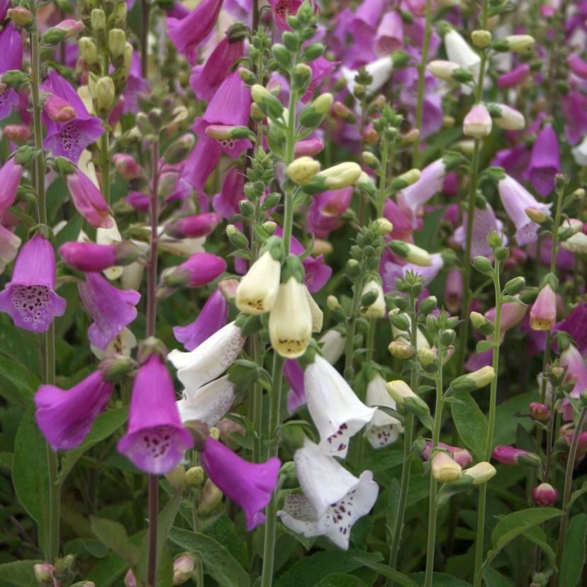 Digitalis purp. 'Excelsior'