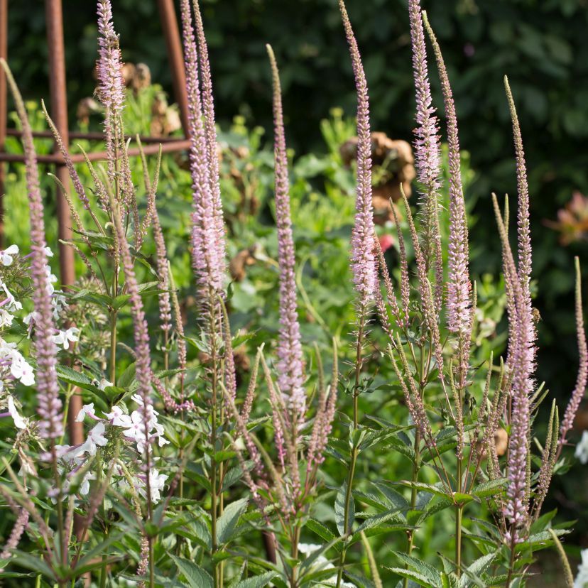 Veronicastrum virginicum 'Erika'
