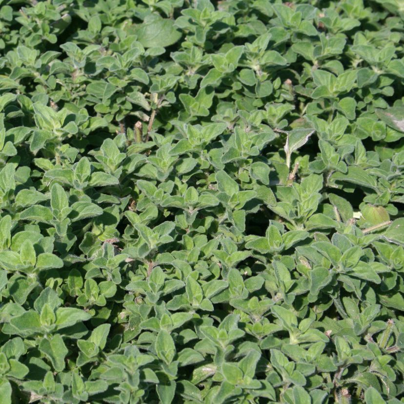 Origanum vulgare 'Hot Spicy'