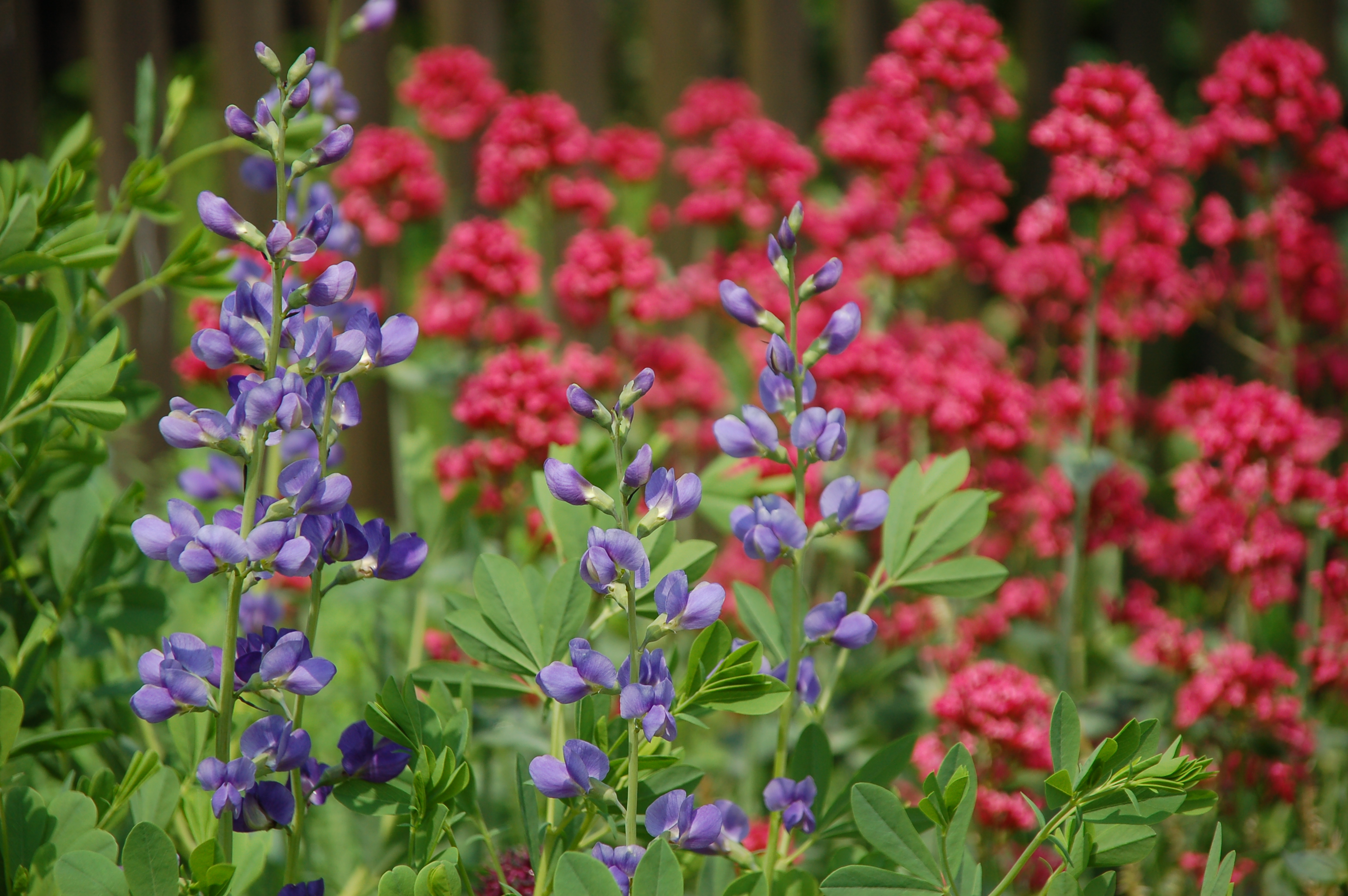 Staudenmischung Moritzburger Blühzauber in voller violett-roter Blütenpracht