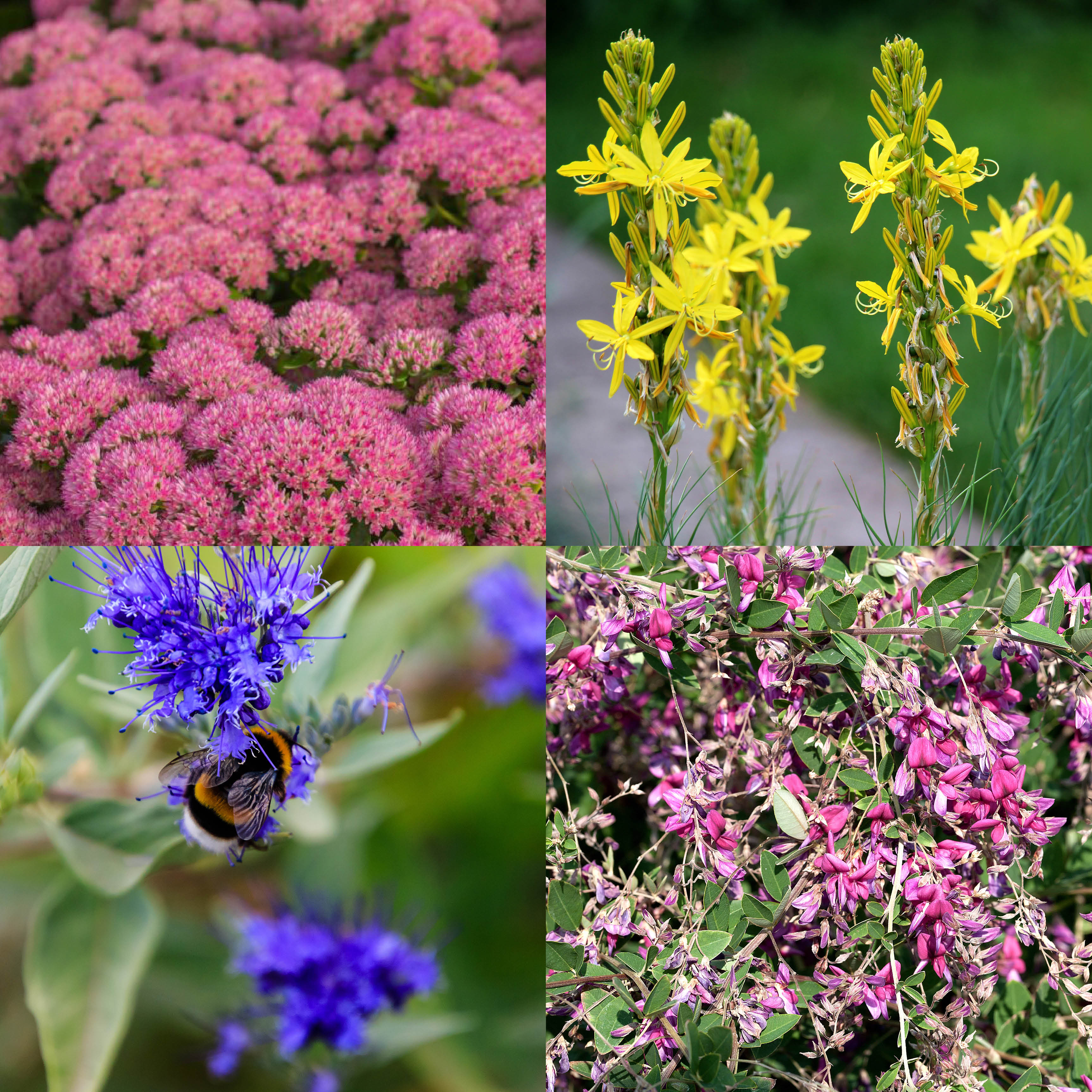 Schottermischung -  Staudenmischpflanzung  als Fertigmischung pflanzfertig vorgemischt