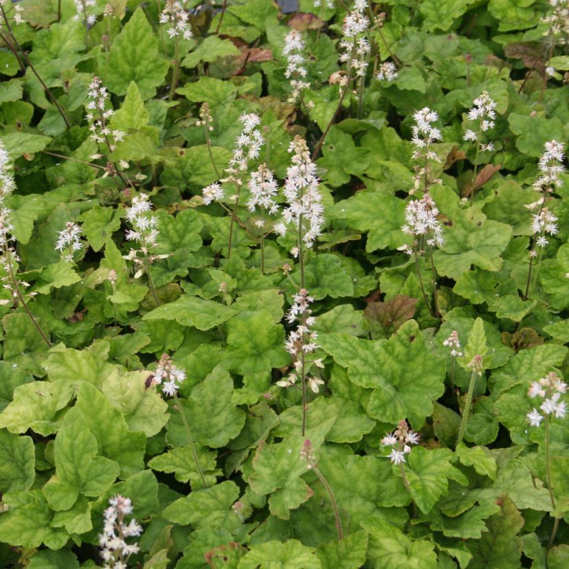 Tiarella wherryi