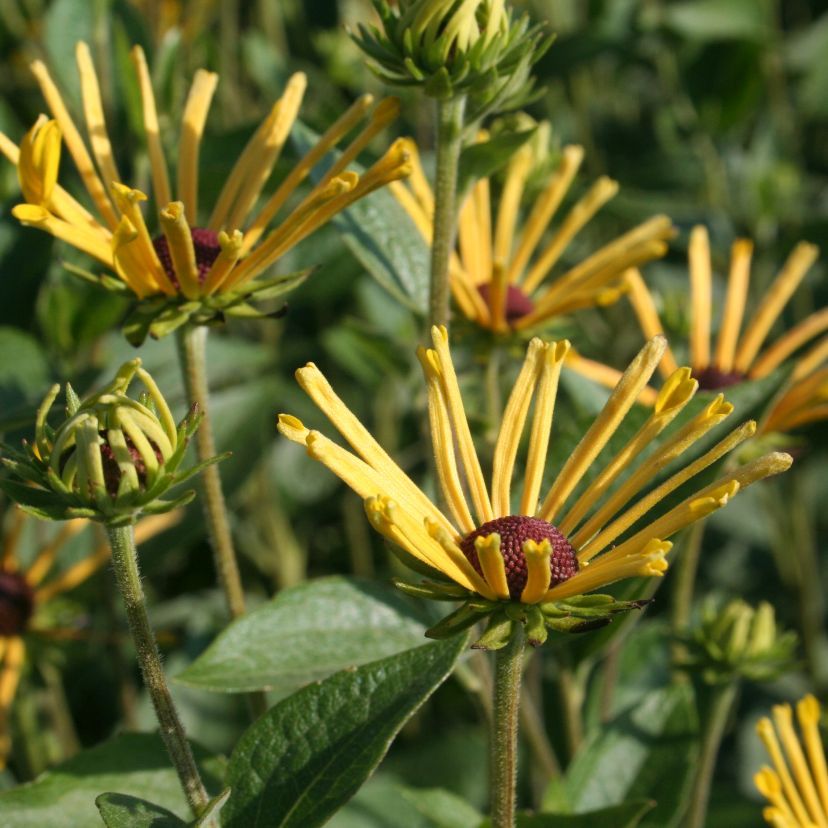 STM - Rudbeckia subtoment. 'Henry Eilers'