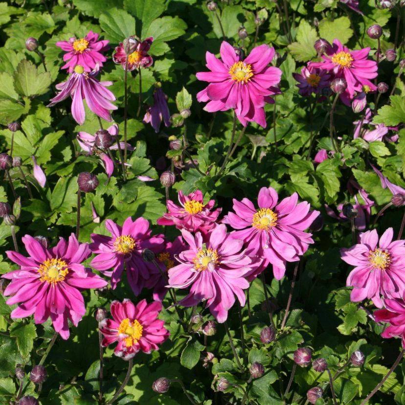 STM - Anemone jap. 'Prinz Heinrich'