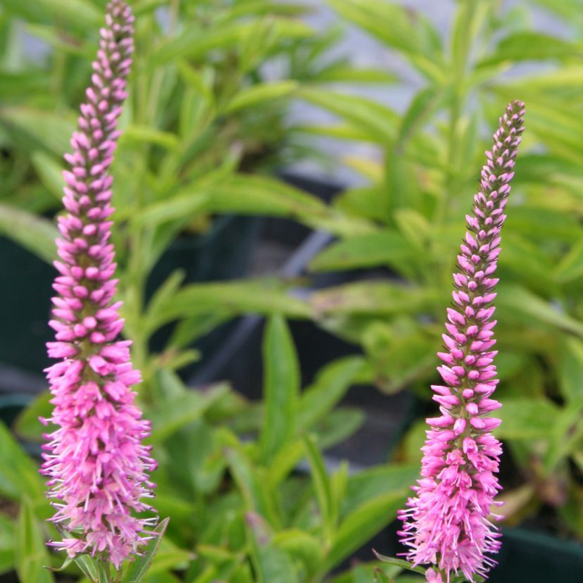 STM - Veronica spicata 'Pink Panther'