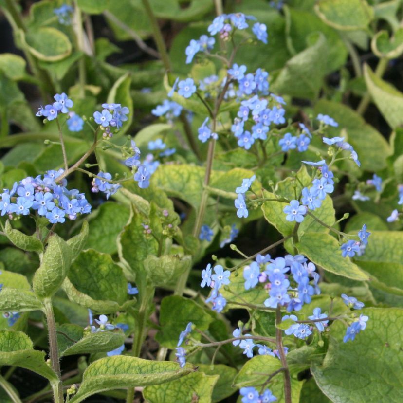 Brunnera macrophylla