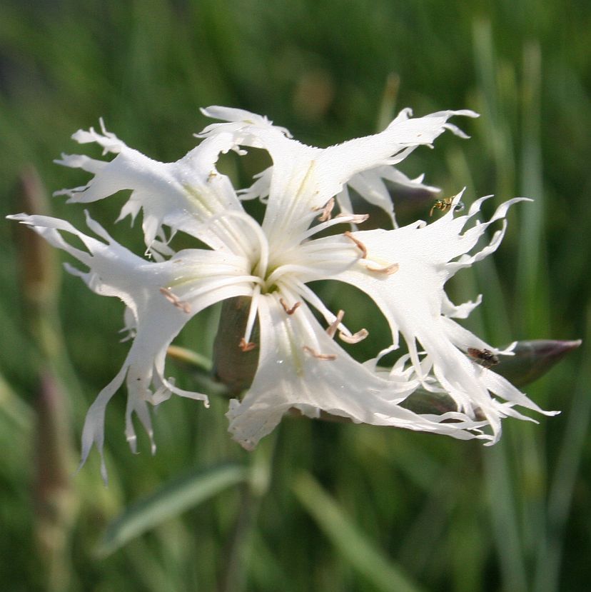 STM - Dianthus arenarius