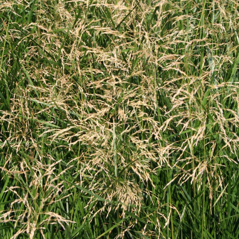 STM - Deschampsia cespitosa 'Tardiflora'