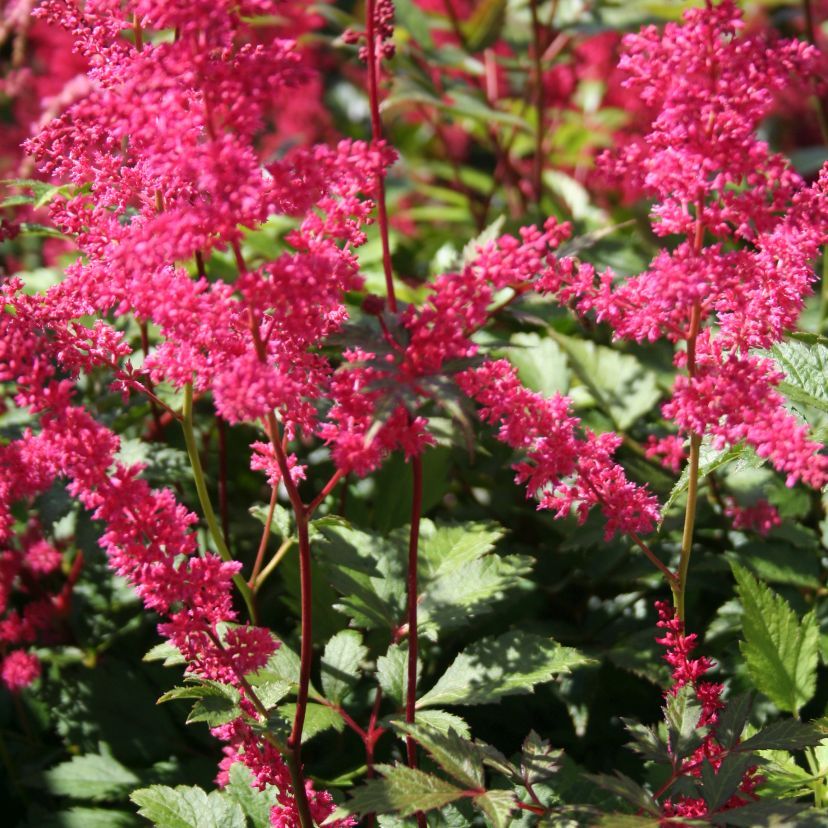 STM - Astilbe jap. rot