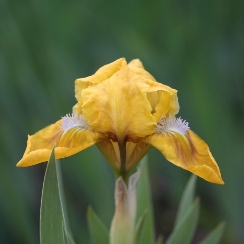 Iris barbata-nana 'April Accent'
