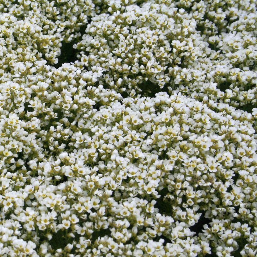 Draba sündermanii