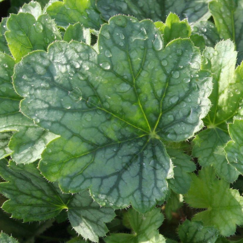 STM - Heuchera hybr. 'Rex Peppermint'