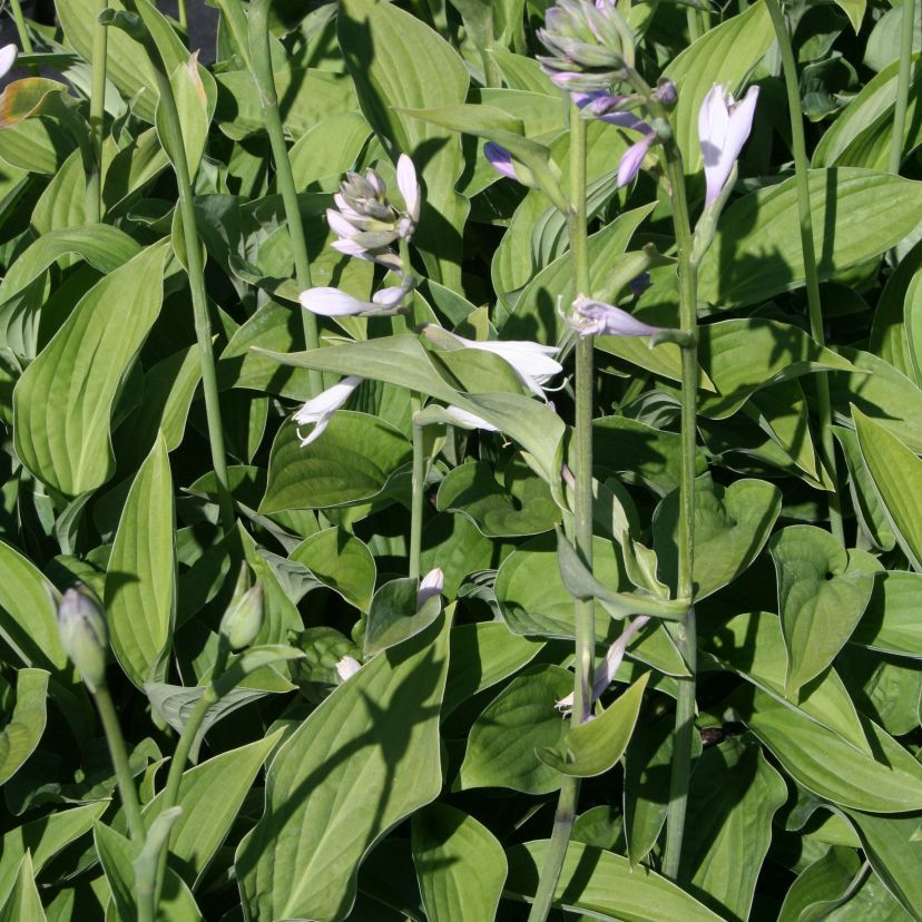 Hosta fortunei 'Hyacinthina'