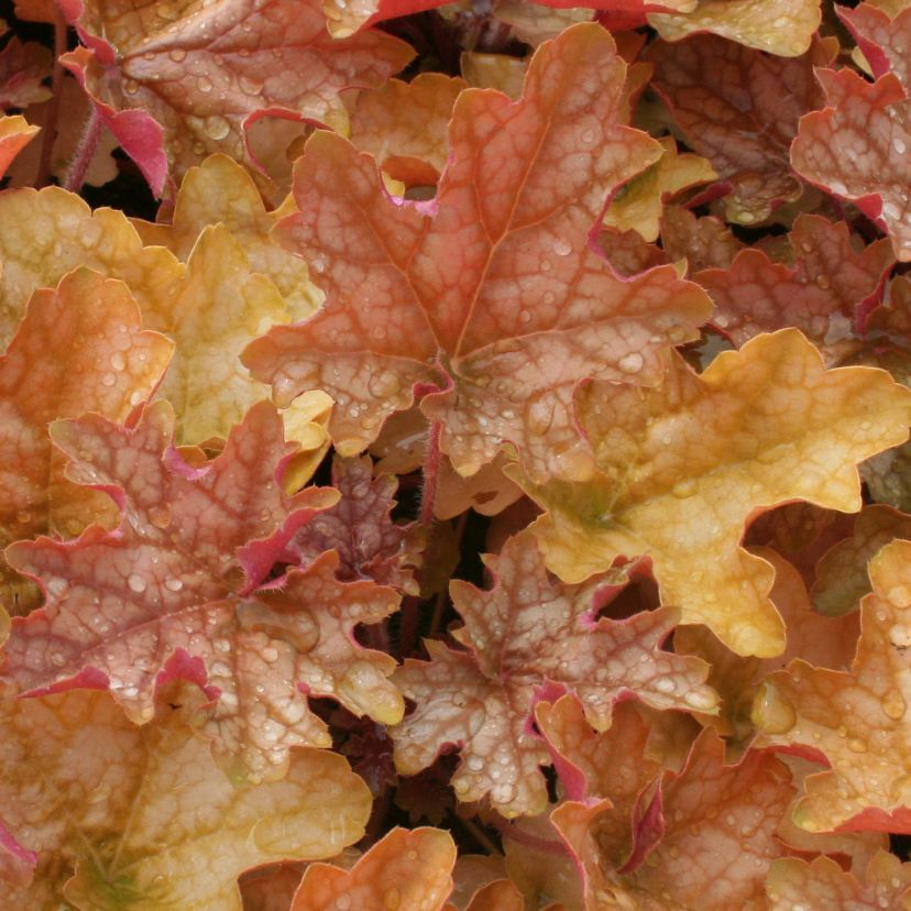 STM - Heuchera hybr. 'Ginger Ale'