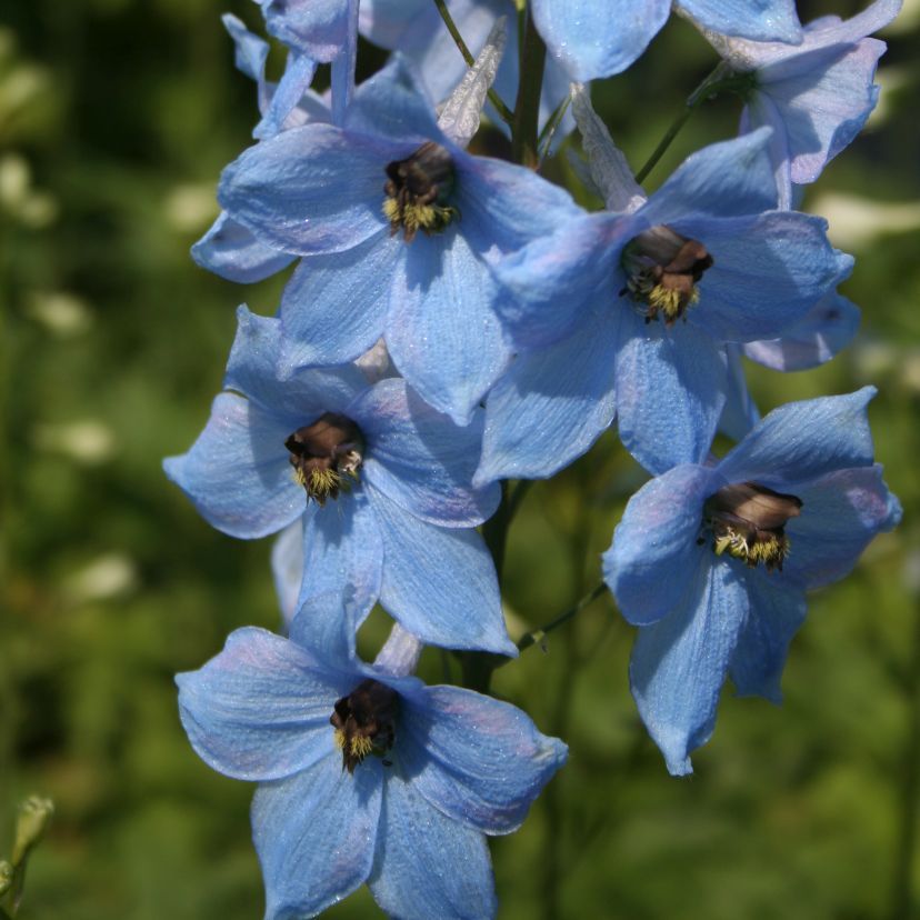 Delphinium x cultorum 'Perlmutterbaum'
