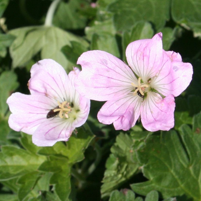 STM - Geranium x cult. 'Dreamland'-R-