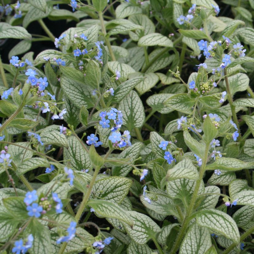STM - Brunnera macrophylla 'Looking Glass'  -R-