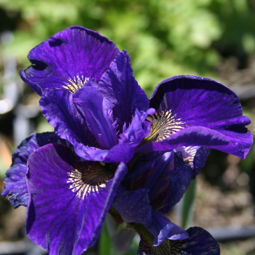 Iris sibirica 'Rufflet Velvet'