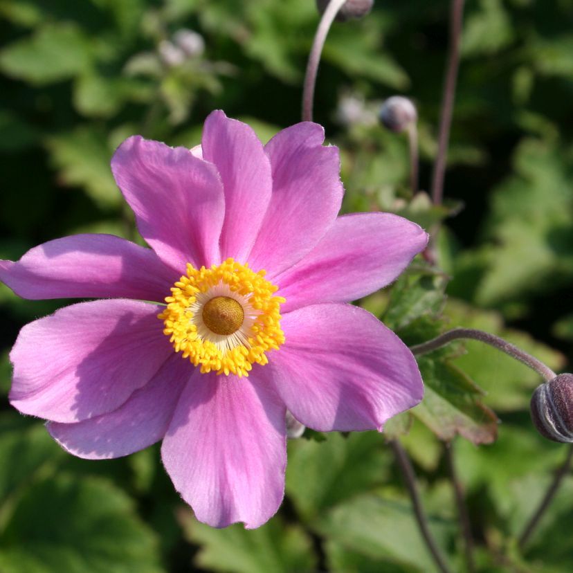 STM - Anemone jap. 'Serenade'