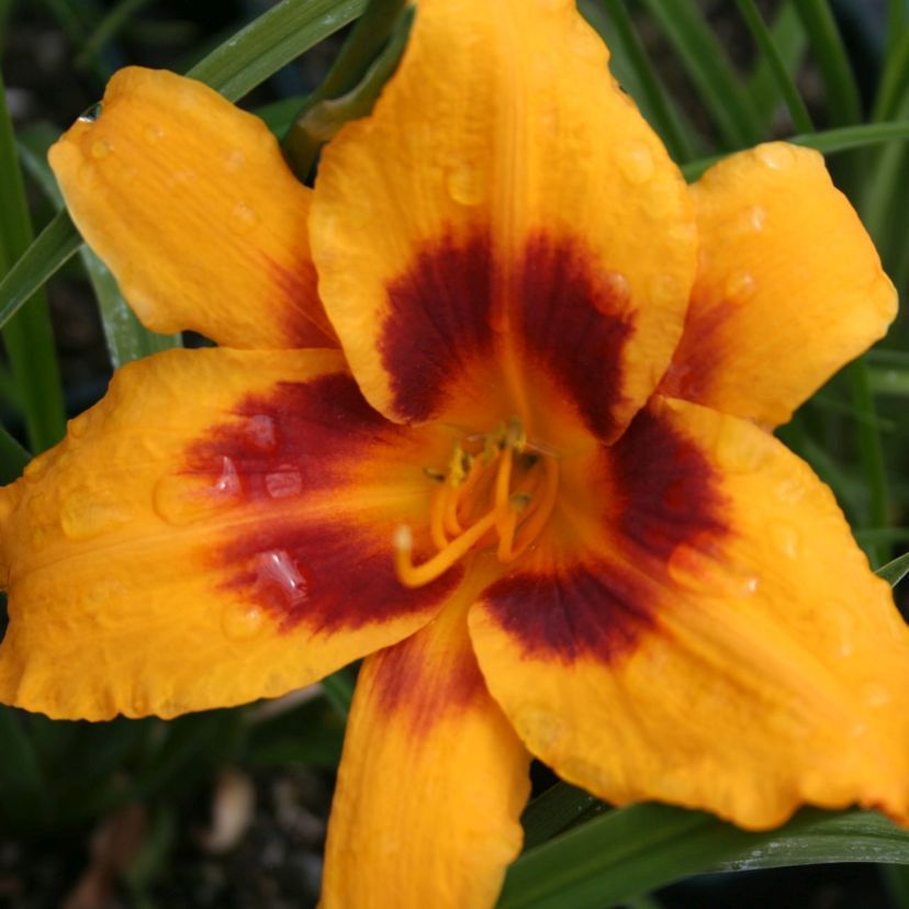 Hemerocallis hybr. 'Fooled Me'